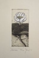 "Vesiroos" ofort 2011, 29,90 €