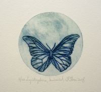 "Lepidaptera", kuivnõel 11 x 11 cm 39€