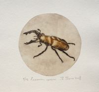 "Lucanus cervus", kuivnõel 11 x11 cm 39€