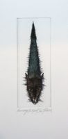 "Kuusega" ofort 2014, 69€